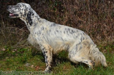 Setter Anglais JORAN DU COMTE DE TREPUGNAT Setter Anglais JORAN DU COMTE DE TREPUGNAT